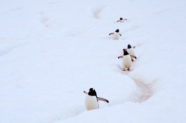 Gentoo Penguins (Pygoscelis papua) in a penguin highway in Antarctica. The traffic and the human-like behaviour in these highways is really amusing.