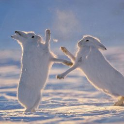 Arktyka – nowy obszar rywalizacji mocarstw?