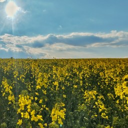 Wpływ wojny rosyjsko-ukraińskiej na bezpieczeństwo ekologiczne i żywnościowe